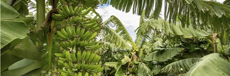 A GESBA e a Altice Labs desenvolvem 'BAnana SEnsing' 
