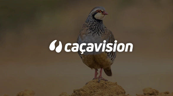 Caçavision
